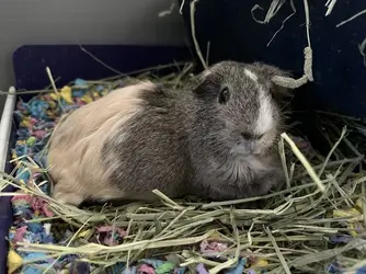 cinnamon.jpg cinnamon.jpg