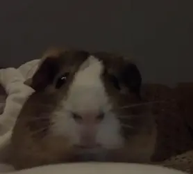 Guinea Pig Face Chip.webp