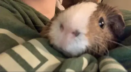 Cuddly Chip.webp Cuddly Chip.webp