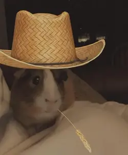 Cowboy Chip.webp Cowboy Chip.webp