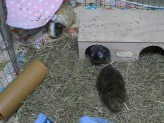 Breakfast Misty, Thea, Bramble 1.webp