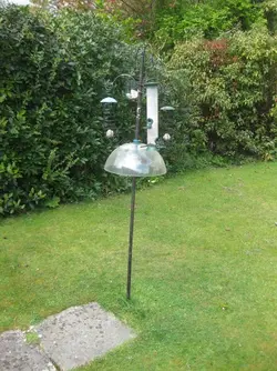 Bird Feeder.webp