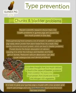 GUINEA PIG.webp GUINEA PIG.webp
