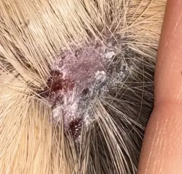 Guinea pig scratch.webp Guinea pig scratch.webp