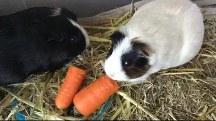 salt and pepper.webp