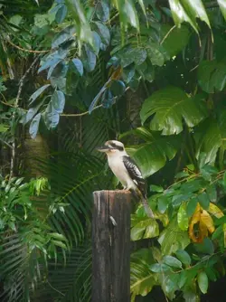 Kookaburra.webp