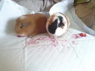 Strawb1.webp