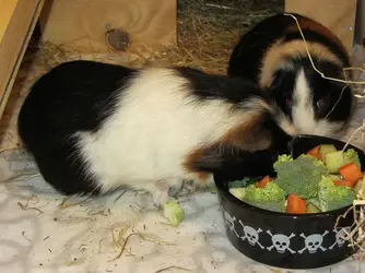 Veg nomming 1.webp