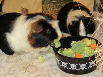Veg nomming 2.webp