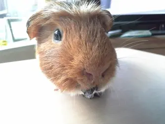 Monty.webp