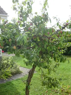 Plum tree7.8.24.webp