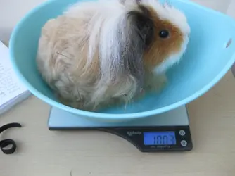 Bramble on Scales.webp Bramble on Scales.webp