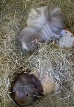 nesting piggies.webp