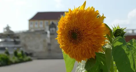 sonnenblume_schlosshof1.webp