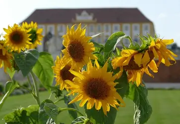 sonnenblume_schlosshof2.webp