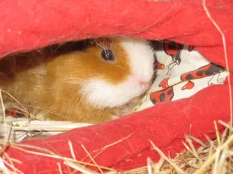 Bramble in red hidey.webp