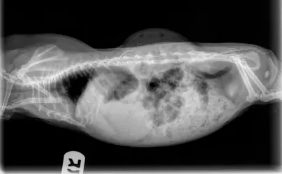 sassy xray.webp