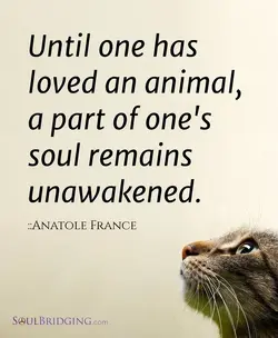 until-one-has-loved-an-animal-a-part-of-ones-soul-remains-unawakened.webp