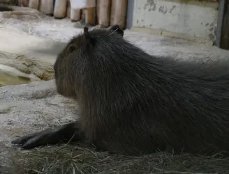 wasserschwein_P1230127.webp