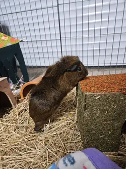 Thea on hind legs carrot cottage.webp