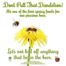 BeesAndDandelions.webp