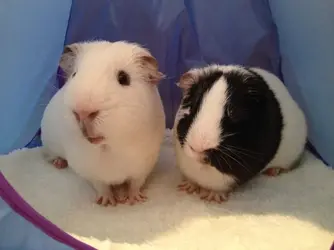 Paddy&RohanTent.webp