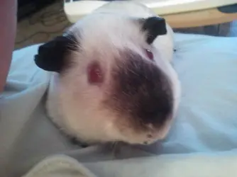 cesarocute.webp