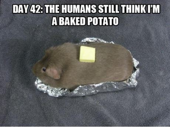 pig potato.webp