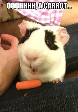 funny-guinea-pig-carrot-amazed.webp