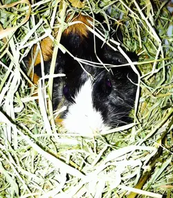 image.webp