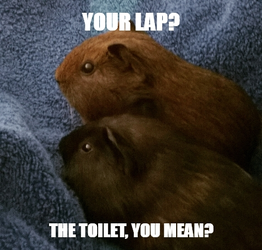 Meme_Gen.webp