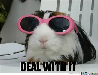 funny-guinea-pig_o_1186967.webp