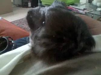 image.webp