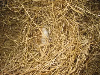 Bramble hiding in hay.webp