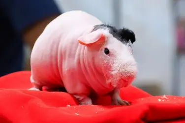 hairless-rat--guinea-pig---613556648-26bf8351e09048809b1cb5f737a0f0ac.webp