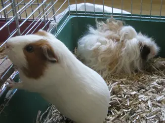 gpigs sept09 013.webp