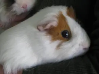 gpigs sept09 019.webp