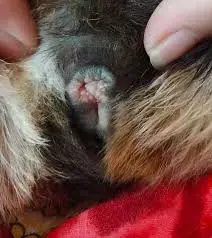 Piggy vaginal bumps.webp