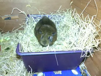 Thea in hay tray.webp