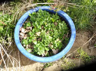 DSCN4388.webp