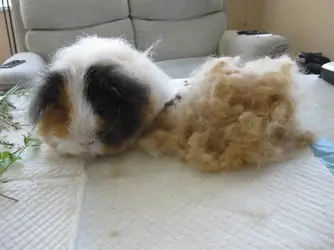 Bramble & her new best friend.webp Bramble & her new best friend.webp