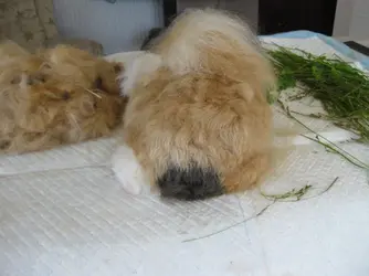Bramble Bum.webp Bramble Bum.webp