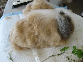Bramble right side.webp