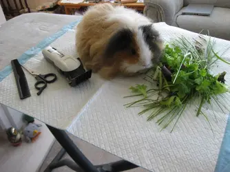 Bramble waiting for hairdo.webp