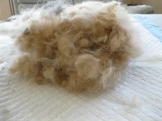 Bramble's Tribble.webp Bramble's Tribble.webp
