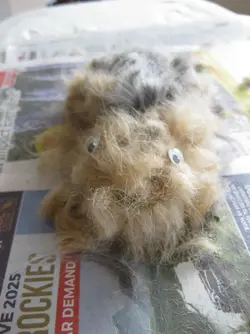 New piggy made from fur cut off.webp