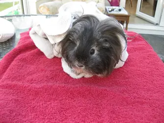 Misty wet in towel.webp