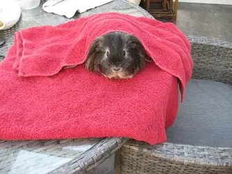 Mistyall cosy.webp
