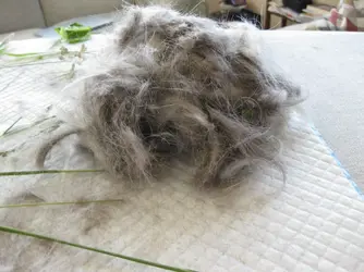 Tribble.webp