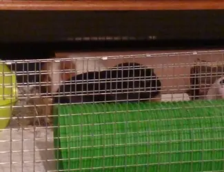 Guinea Pigs and Wedding 021v.webp